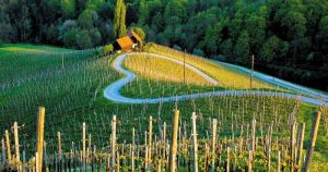 Vinogradi v Svečini pri Mariboru